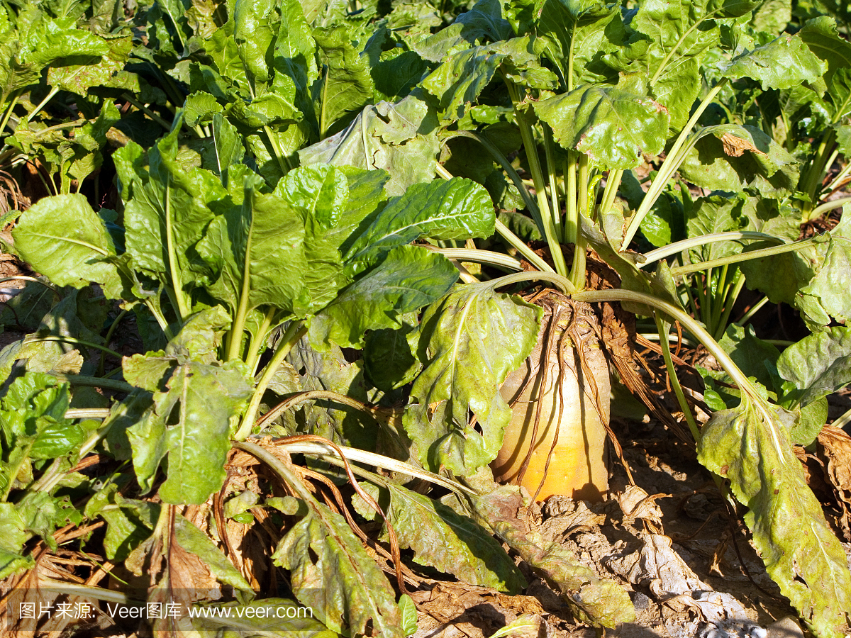 在金色的陽光下種植著甜菜