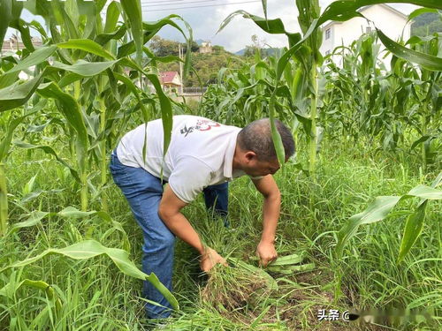 安徽歙縣 南甜8號(hào) 開啟甜蜜新生活