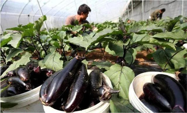 靠規模經營的大田作物,比如糧食,油料,糖料等,效益不高的問題最為明顯