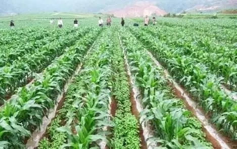 增產(chǎn)增收減災(zāi)害 30種常見作物間作套種方法 實(shí)用有效 快收藏